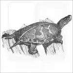 Southern Painted Turtle