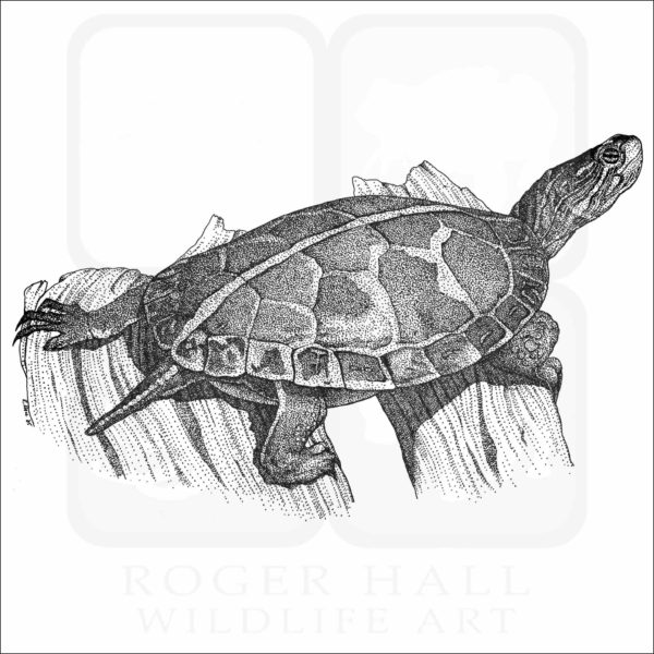 Southern Painted Turtle