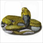 Samar Cobra illustration