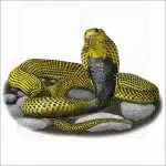Samar Cobra illustration