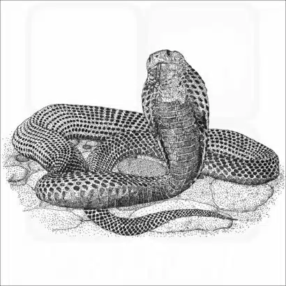 Samar Cobra