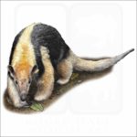 Southern Tamandua Anteater illustration