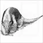Southern Tamandua Anteater