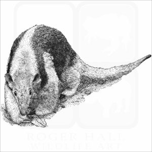 Southern Tamandua Anteater