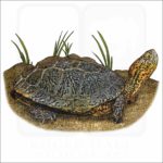 Southwestern Pond Turtle illustration