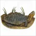 Southwestern Pond Turtle illustration