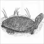 Southwestern Pond Turtle