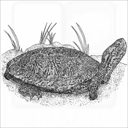 Southwestern Pond Turtle