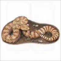Southwestern Speckled Rattlesnake illustration