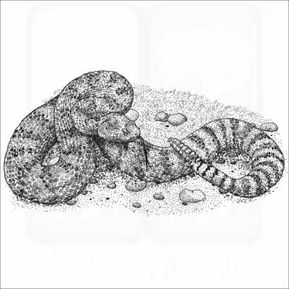 Southwestern Speckled Rattlesnake