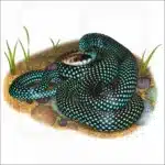 Speckled Racer Snake illustration
