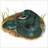 Speckled Racer Snake illustration