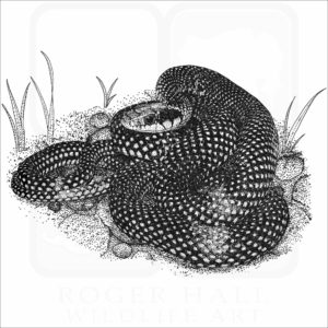 Speckled Racer Snake