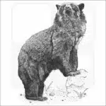 Spectacled Bear