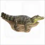 Spectacled Caiman illustration