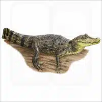 Spectacled Caiman illustration