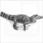 Spectacled Caiman