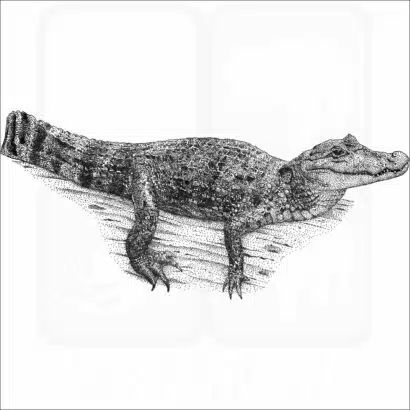 Spectacled Caiman