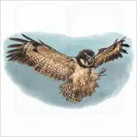 Spectacled Owl illustration