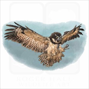 Spectacled Owl illustration