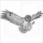 Spectacled Owl
