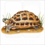 Spider Tortoise illustration