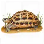 Spider Tortoise illustration