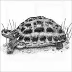 Spider Tortoise