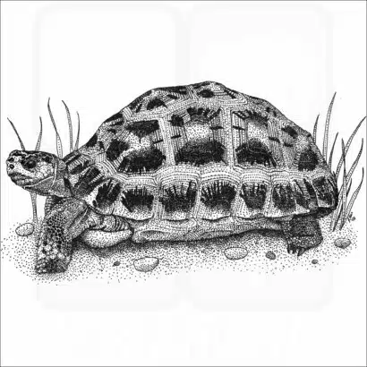 Spider Tortoise