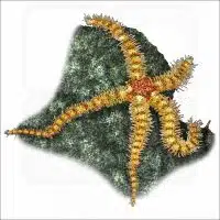 Spiny Brittle Star illustration