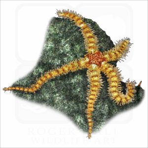 Spiny Brittle Star illustration