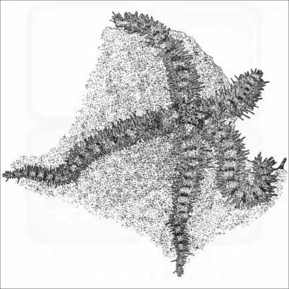 Spiny Brittle Star