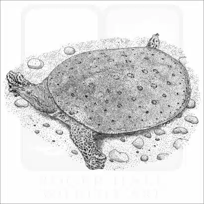 Spiny Softshell Turtle illustration