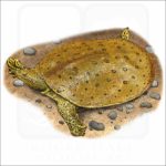 Spiny Softshell Turtle illustration