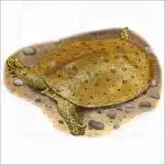 Spiny Softshell Turtle illustration