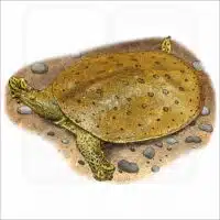 Spiny Softshell Turtle illustration