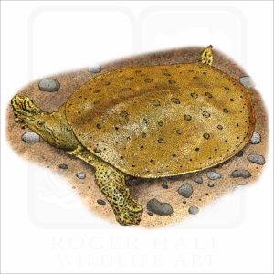 Spiny Softshell Turtle illustration