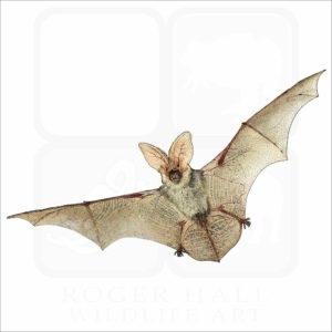 Spotted Bat illustration
