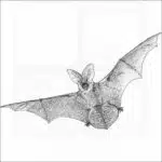 Spotted Bat
