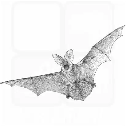 Spotted Bat