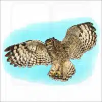 Spotted or African Eagle-Owl illustration