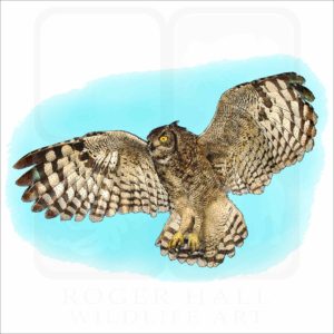 Spotted or African Eagle-Owl illustration
