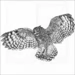 Spotted or African Eagle-Owl