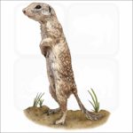 Spotted Ground Squirrel illustration