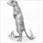 Spotted Ground Squirrel