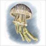 Spotted Jellyfish illustration