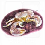 Porcelain Anemone Crab illustration