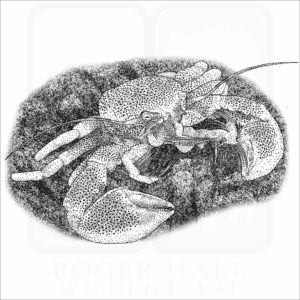 Spotted Porcelain Crab