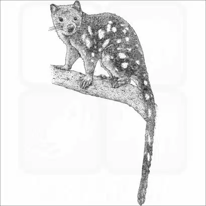 Tiger Quoll