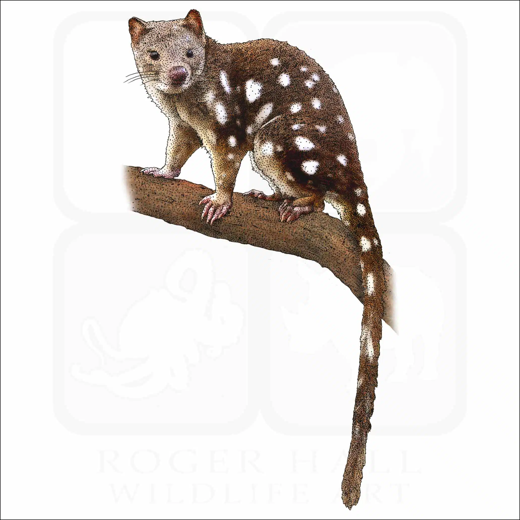 Tiger Quoll Tiger Quoll illustration